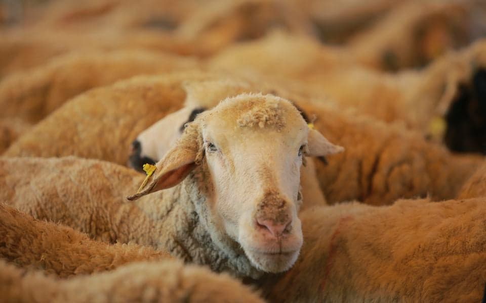 Cyprus's Health Vulnerabilities: Linking Flu Outbreaks to the Foot-and-Mouth Crisis